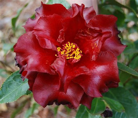 Black magoc camellia japonica